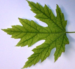 Symptoms of iron chlorosis on silver maple-green veins-light colored tissue