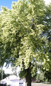 Iron Chlorosis in silver maple