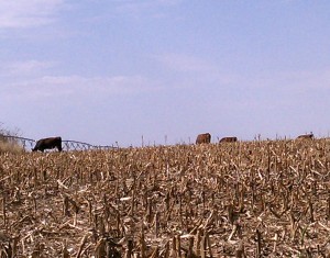 Cattle in Irrigated Cornstalks