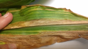 Goss' Wilt in Corn in Nebraska with characteristic black "freckles".