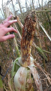 Hail Damaged Corn with fungal growth.