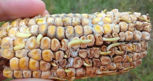 Diplodia and other ear mold fungi on hail-damaged ears.  Now sprouting is occurring before black layer.