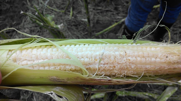 Corn on August 2nd in blister stage in which hail stones made kernels all mushy on one side of the ears.