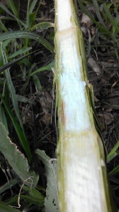 Splitting the stalks open 4 days after the storm resulted in seeing stalk rot already beginning to set in.