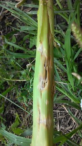 Hail damage to stalks shown 4 days after the storm.