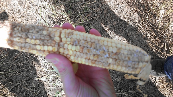 Corn ear on August 6th.  Notice moldy kernels appearing on side where hail damaged ear.