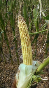 Six days after the storm, the good side of the ear that didn't receive hail damage.