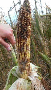 Six days after the storm, the side of the ear that received hail damage.