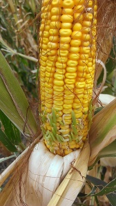 33 days after the storm, kernels on the "good" side of ears were beginning to sprout.