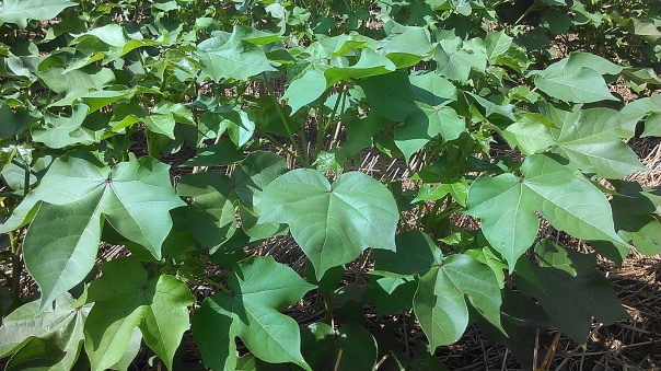 A cotton plant.  Cotton is actually in the hibiscus family and can get 5-7 feet tall.  Growth regulators are used to keep the cotton short so more energy goes into producing cotton instead of vegetative material like leaves and branches.  The "square" (at top,  middle of picture) is where each cotton blossom and seed will be produced.  