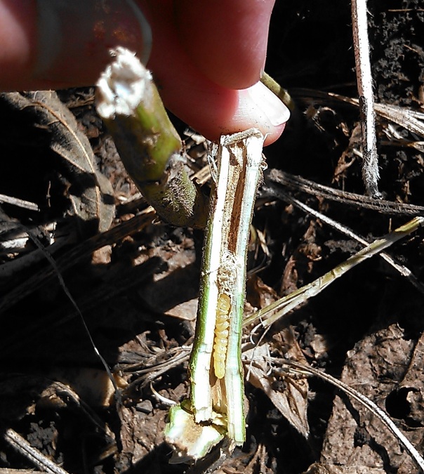 Gently pulling apart the base of the stem reveals the soybean stem borer larva beginning to pupate.  The larva will spend the winter pupating here and emerge as an adult beetle next year.  