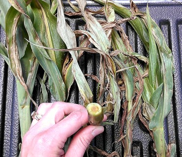 Systemic Goss Wilt Clay Co-Rees