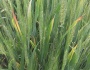May 19 Wheat Update