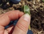 Corn Concern in Wheat/Rye Cover