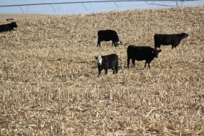 cattle in corn stalks