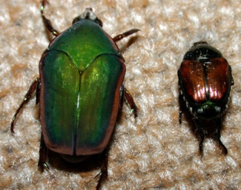 green june beetle vs japanese beetle-purdue