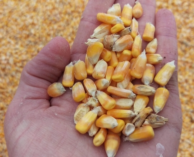 Damage to kernels due to Fusarium/Gibberella.
