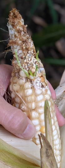 Sprouting and kernel damage due to moisture and insects.