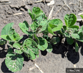 Sensitive Soy Variety to PPO