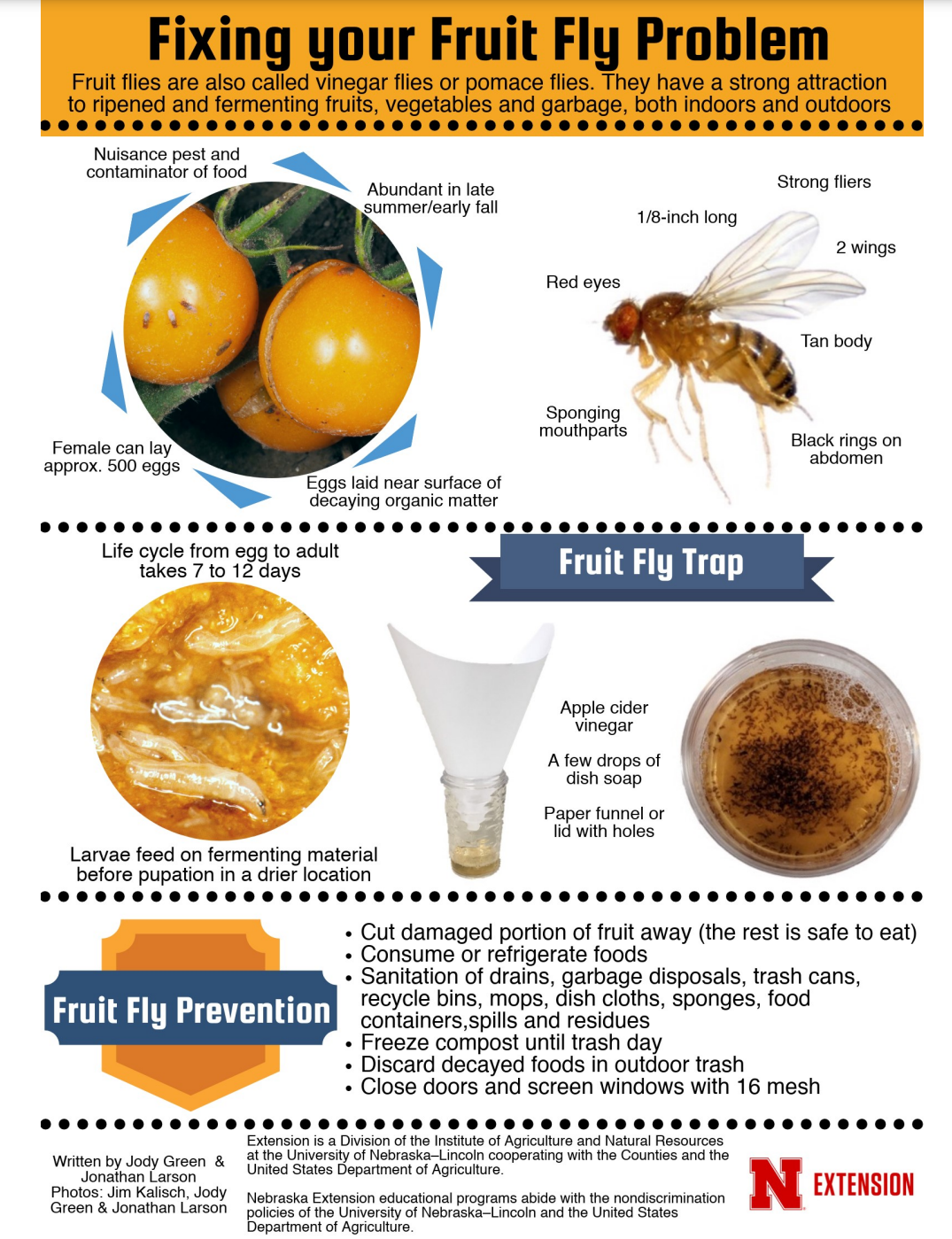 Fruit Flies, Gnats or Drain Flies - Pronto Pest Management